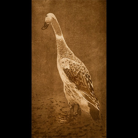 Silver Indian Runner Duck, Streicher Runner, Wilfowl Artist