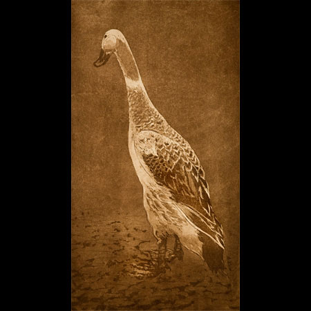 Silver Indian Runner Duck, Streicher