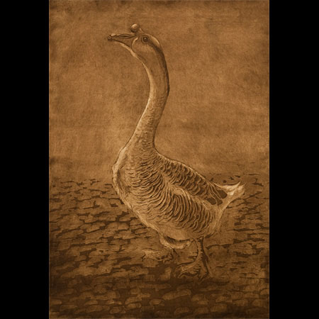 Chinese Goose