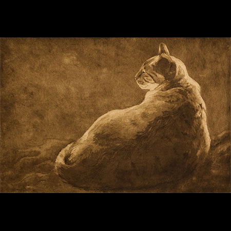 Siamese Cat, Tabby Point Siamese, Feline Illustrator, Feline artist
