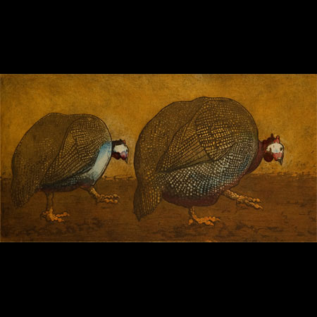 Guinea Fowl, Numida meleagris, Helmeted Guineafowl